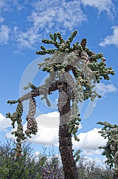 Chain Fruit Cholla Cactus