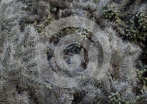 Chain Fruit Cholla Cactus Close Up (Cylindropuntia fulgida)