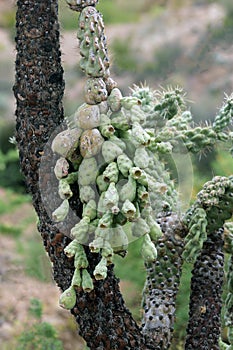 Chain-Fruit Cholla (Opuntia fulgida)