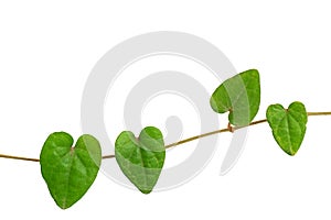 Chain of heart-shaped green leaf vine, Raphistemma hooperianum (