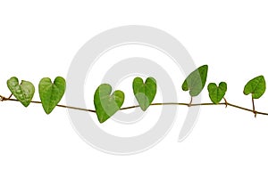 Chain of heart-shaped green leaf vine, Raphistemma hooperianum (