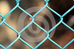 Chain-link fence with ladybug / Coccinellidae