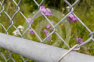 Chain link fence with metal bar - green grass and purple wildflowers in background - blurred background