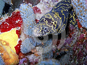 Chain Link Moray