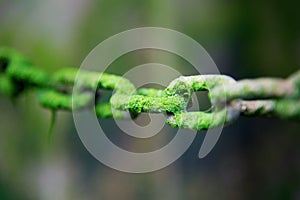 Chain links covered in green water weed with selective focus