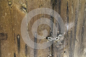 Chain lock on a wooden door