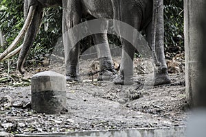 Chain locked leg of elephant with dark tone selective focus.