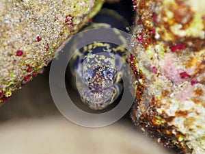 Chain moray, Echidna catenata. CuraÃ§ao, Lesser Antilles, Caribbean