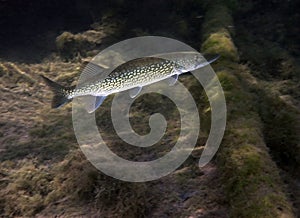 Chain Pickerel - Morrison Springs