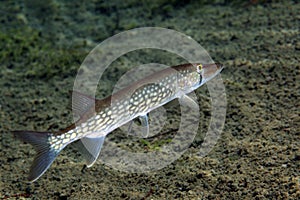 Chain Pickerel - Profile