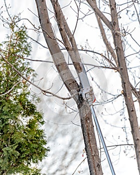 Chain saw on a pole cuts a limb in a tall tree