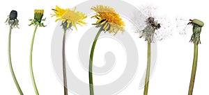 Chain of six dandelion flowers from begining to senility