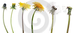 Chain of six dandelion flowers from begining to senility photo