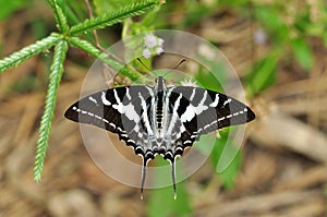 Chain Swordtail butterfly