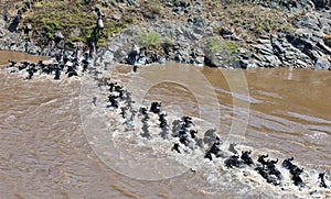 Chain of wildebeest crossing the river Mara photo