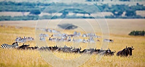 The chain of wildebeest and zebras migrate to the photo