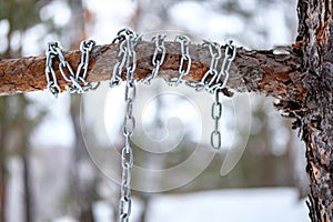 The chain is wound around a pine bitch, winter forest