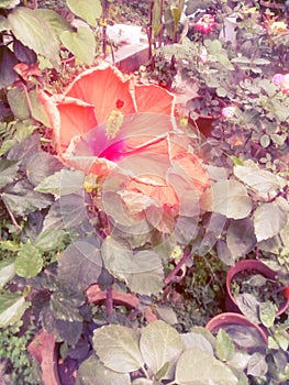 Chaina Rose flower garden