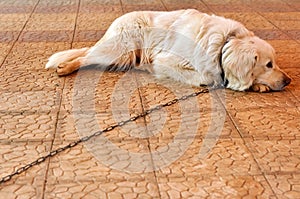 Chained dog