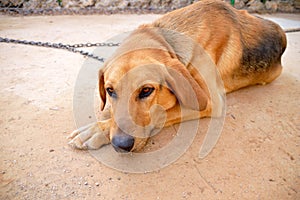 Sad dog chained