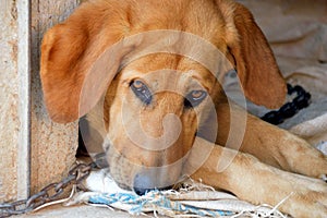 Chained dog with padlock