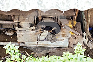 Chained dog sleep on wood panel under the roof with green plant on foreground in summer at Cat Cat Village in Sa Pa, Vietnam