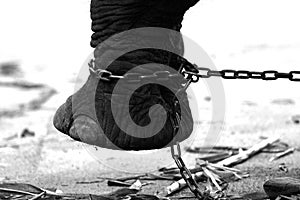 Chained Elephant