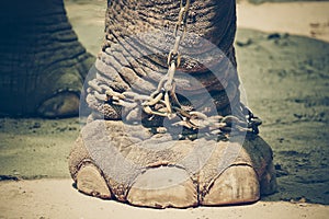 Chained elephant foot