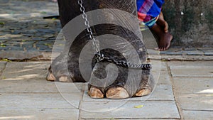 Chained elephant legs close up, human legs in the background. concept of one enjoying freedom while some cannot