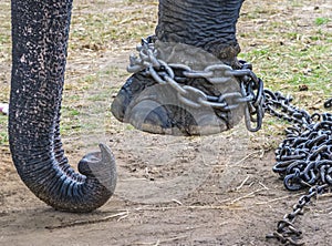 Chained - Elephant legs tied with a iron chain