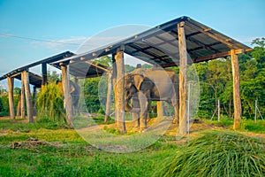 Chained elephant under a structure at outdoors, with a fence in Chitwan National Park, Nepal, cruelty concept