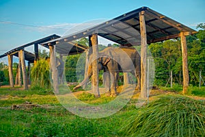 Chained elephant under a structure at outdoors, with a fence in Chitwan National Park, Nepal, cruelty concept