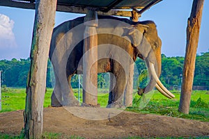 Chained elephant under a tructure at outdoors, in Chitwan National Park, Nepal, cruelty concept