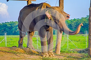 Chained elephant under a tructure at outdoors, in Chitwan National Park, Nepal, cruelty concept