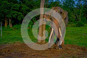 Chained elephant in a wooden pillar at outdoors, in Chitwan National Park, Nepal, cruelty concept