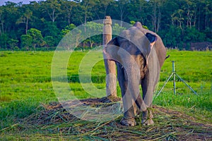 Chained elephant in a wooden pillar at outdoors, in Chitwan National Park, Nepal, cruelty concept
