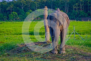 Chained elephant in a wooden pillar at outdoors, in Chitwan National Park, Nepal, cruelty concept