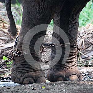Chained elephant at a zoo