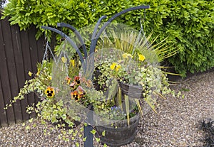 Chained hanging basket with winter flowering pansies