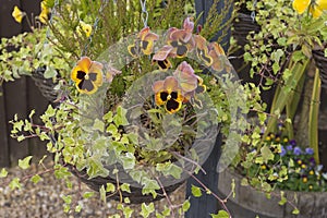 Chained hanging basket with winter flowering pansies