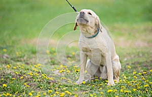 Chained labrador dog in the garden