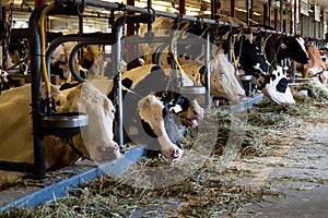 chained, milking cows by automatic industrial milking rotary system in modern diary farm, white cow in foreground