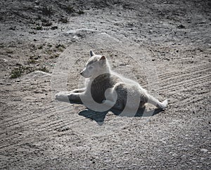 Chained sled dog or husky in Ilulissat, Greenland.