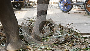 Chained to the ground with chain elephant eating grass with a trunk