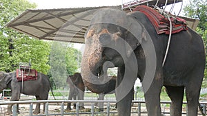 Chained to the ground with chain elephant eating grass with a trunk