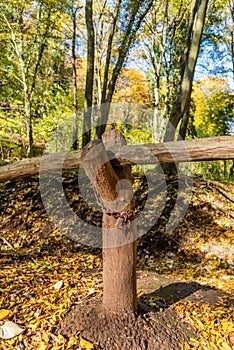 Chained tree, symbolizing the defense of the forests. Environmental concept. Padlock on tree photo