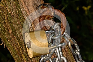 Chained tree, symbolizing the defense of the forests. Environmental concept. Padlock on tree photo