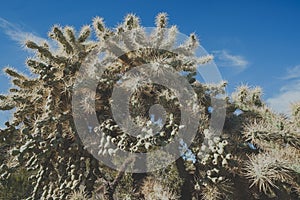 A chainfruit cholla cactus in Organ Pipe National Monument in the Sonoran Desert of Arizona photo