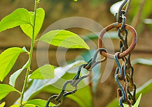 Chains and a thorny stalk