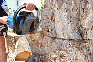 Chainsaw in action for cutting wood. worker cuts a tree trunk into logs with a saw. Close-up of a saw in motion, sawdust